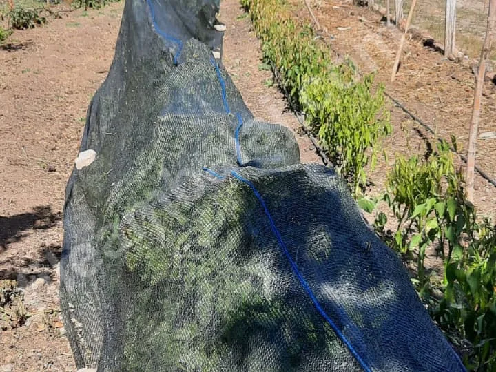 golge-filesi-40lik-yesil-duz-3
