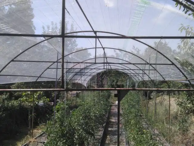 guvercin-agi-misina-seffaf-seritli-2