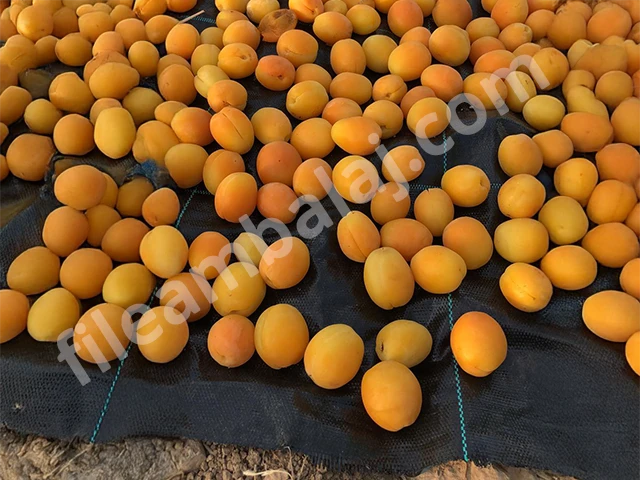kayisi-kurutma-filesi-5